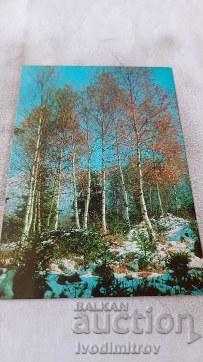 Carte poștală Parcul Național Vitosha 1976