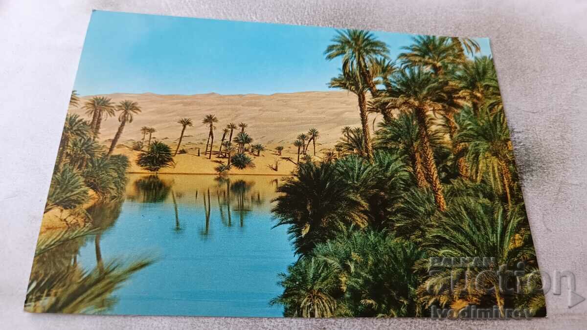 Postcard Algeria Oasis in the Dunes