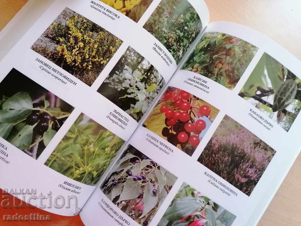 Puterea vindecătoare a arbuștilor și copacilor Keti Ivanova - 5