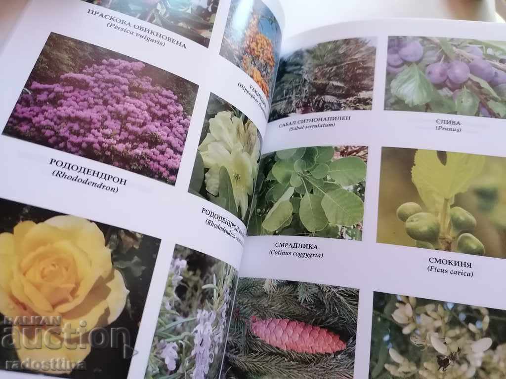 Puterea vindecătoare a arbuștilor și copacilor Keti Ivanova - 7