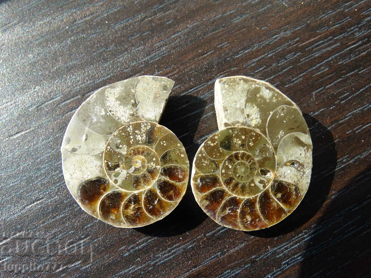 53.00 k natural ammonite Jurassic 2 pcs. a pair with price 79.00 BGN | € 40.39 53.00 k natural ammonite Jurassic 2 pcs. a pair with price 79.00 BGN | € 40.39