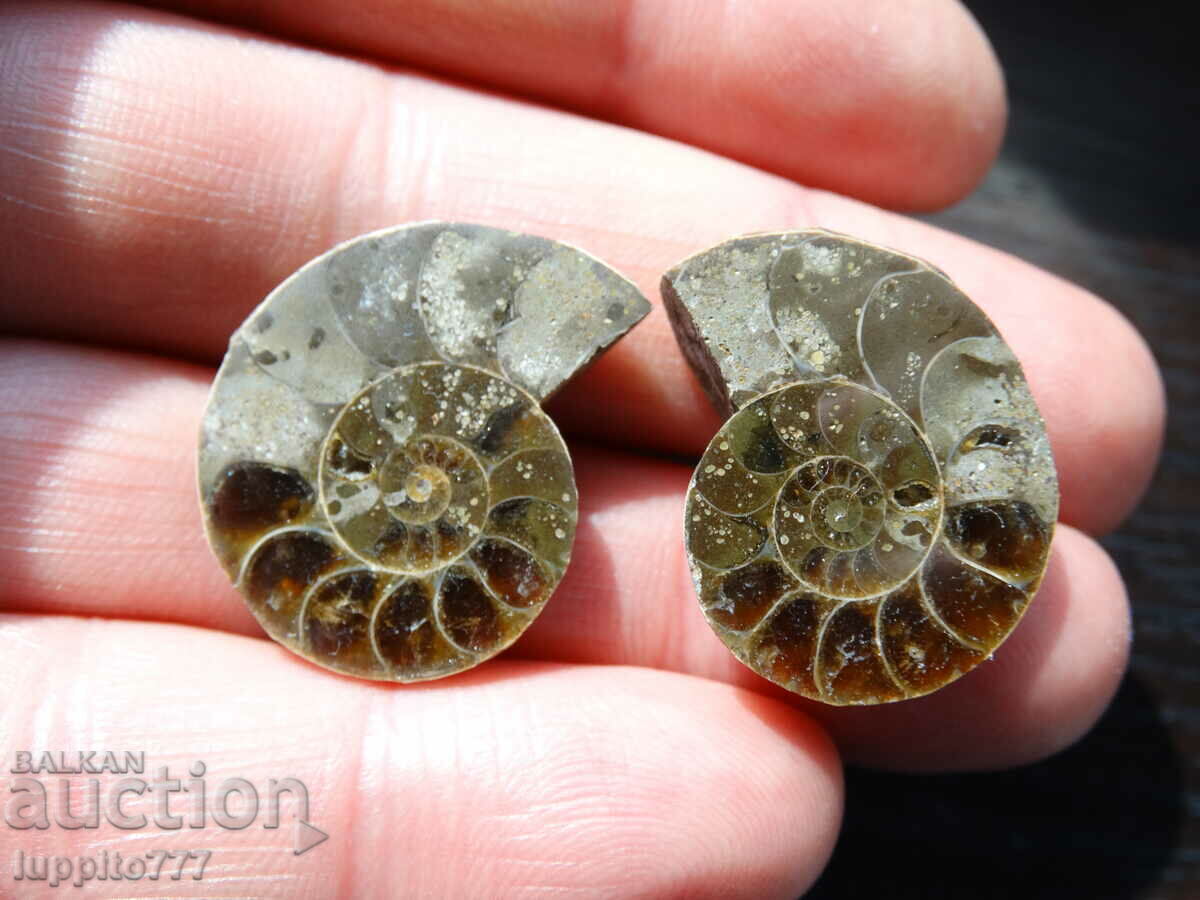 Auction 53.00 k natural ammonite Jurassic 2 pcs. a pair Auction 53.00 k natural ammonite Jurassic 2 pcs. a pair