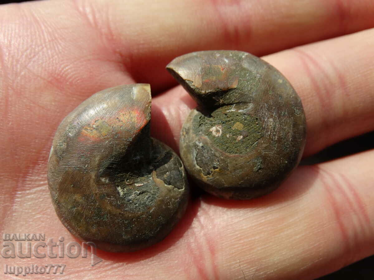 Delivery of 53.00 k natural ammonite Jurassic 2 pcs. a pair Delivery of 53.00 k natural ammonite Jurassic 2 pcs. a pair