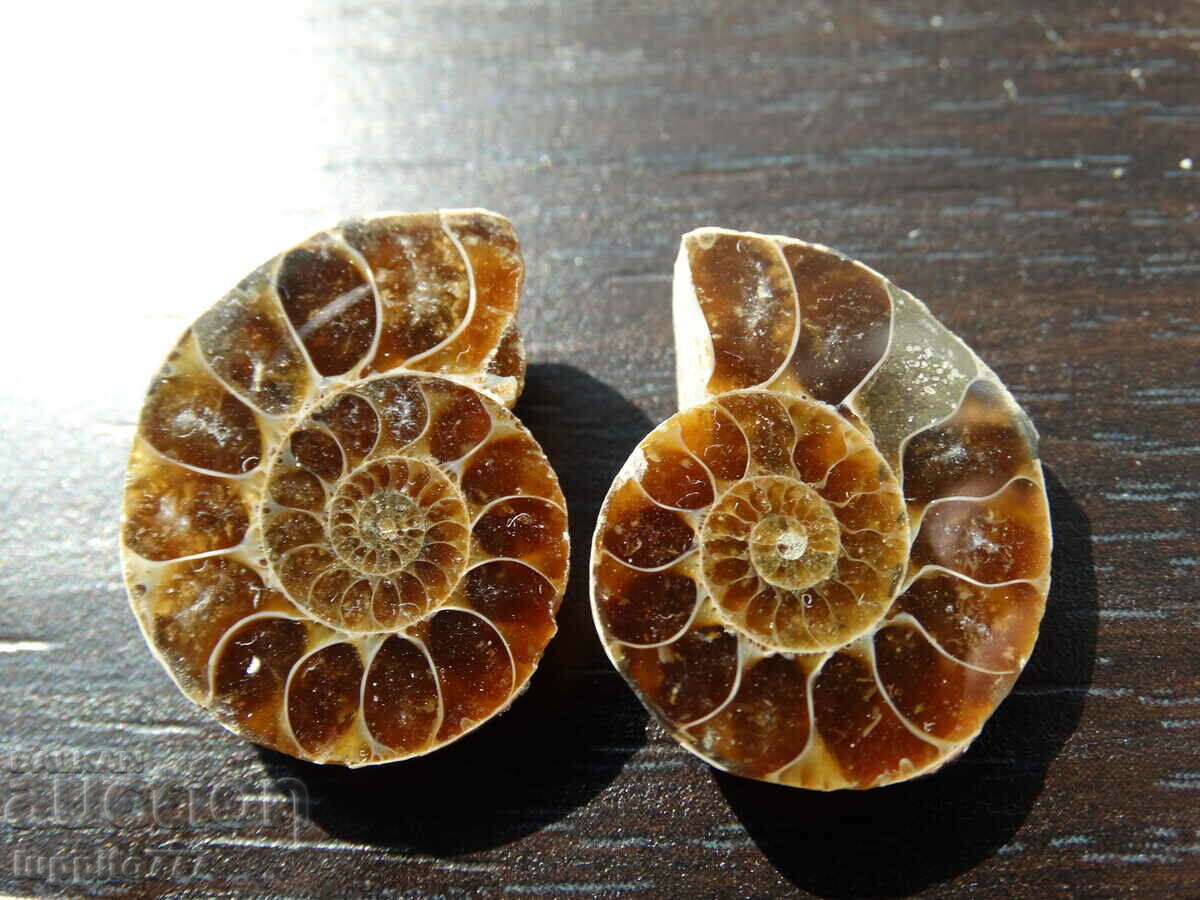 39.75 k natural ammonite Jurassic 2 pcs. a pair with price 79.00 BGN | € 40.39 39.75 k natural ammonite Jurassic 2 pcs. a pair with price 79.00 BGN | € 40.39