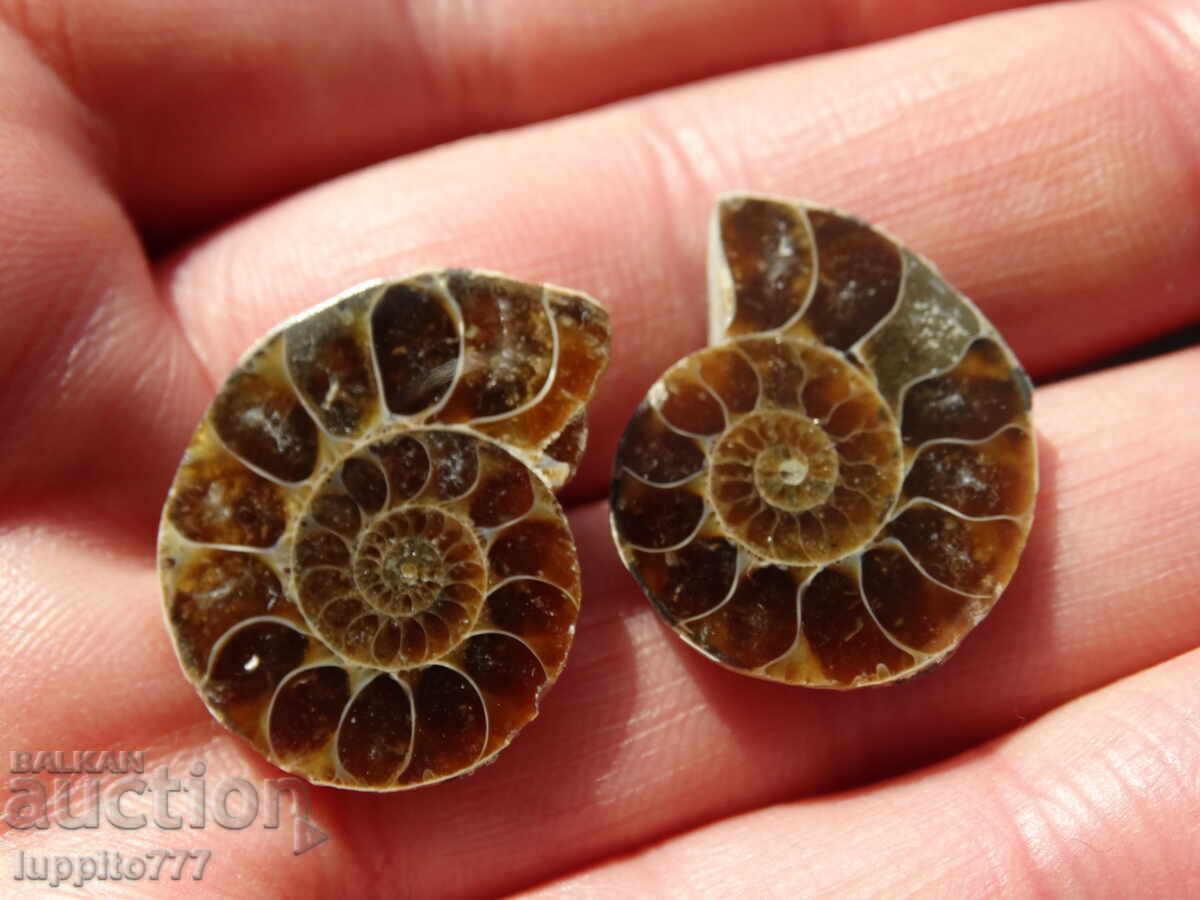 Auction 39.75 k natural ammonite Jurassic 2 pcs. a pair Auction 39.75 k natural ammonite Jurassic 2 pcs. a pair