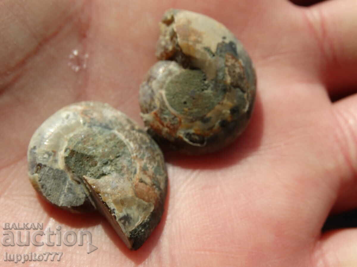 Delivery of 39.75 k natural ammonite Jurassic 2 pcs. a pair Delivery of 39.75 k natural ammonite Jurassic 2 pcs. a pair