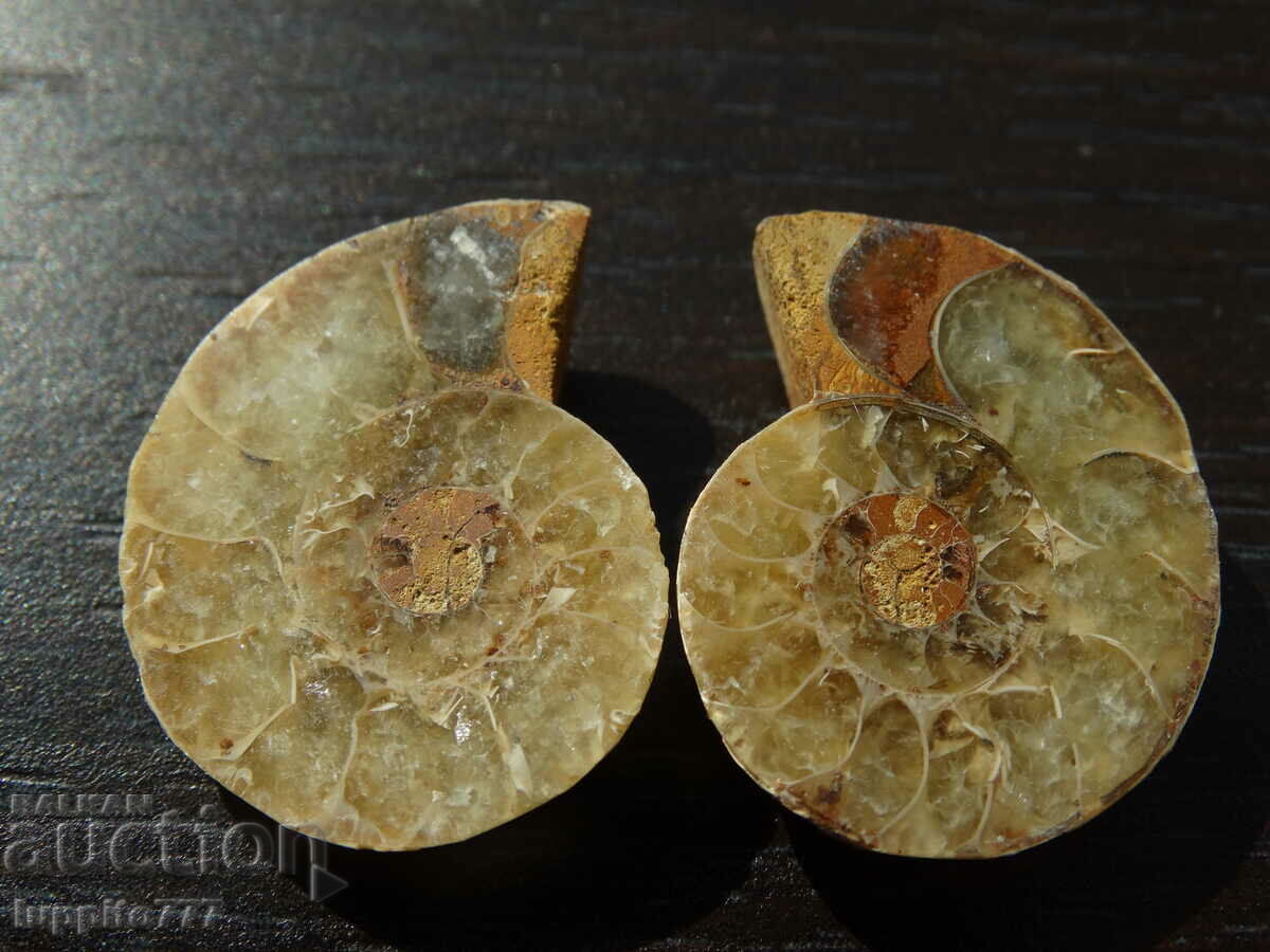 44,740 k natural ammonite Jurassic 2 pcs. a pair with price 79.00 BGN | € 40.39 44,740 k natural ammonite Jurassic 2 pcs. a pair with price 79.00 BGN | € 40.39