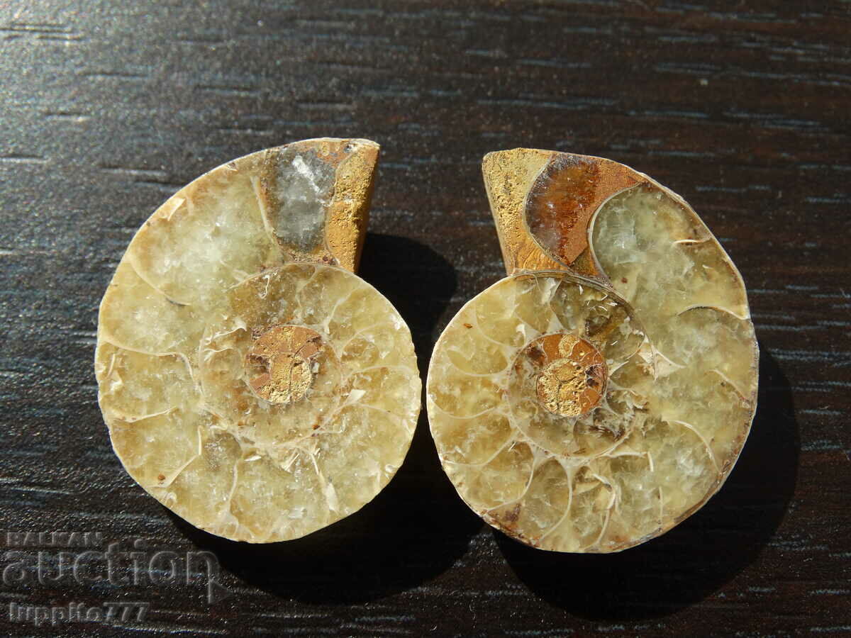 Auction 44,740 k natural ammonite Jurassic 2 pcs. a pair Auction 44,740 k natural ammonite Jurassic 2 pcs. a pair