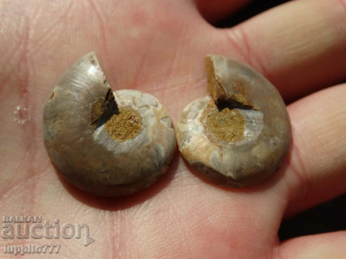 Delivery of 44,740 k natural ammonite Jurassic 2 pcs. a pair Delivery of 44,740 k natural ammonite Jurassic 2 pcs. a pair