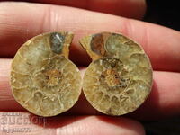 44,740 k natural ammonite Jurassic 2 pcs. a pair