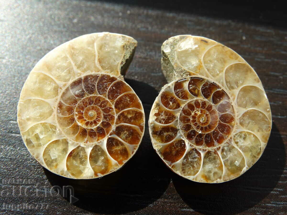 52,70 k φυσικός αμμωνίτης Jurassic 2 τεμ. ένα ζεύγος με τιμή 79.00 BGN | € 40.39 52,70 k φυσικός αμμωνίτης Jurassic 2 τεμ. ένα ζεύγος με τιμή 79.00 BGN | € 40.39