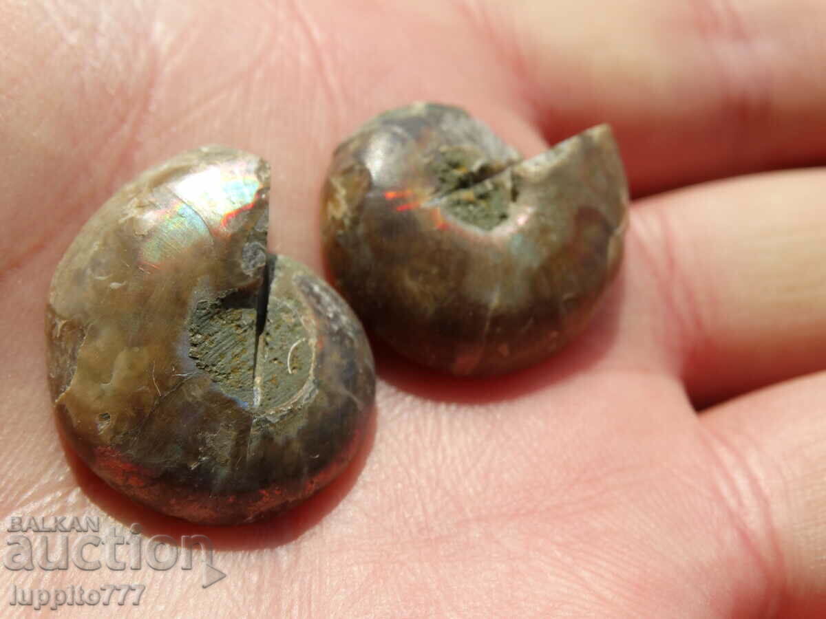 Παράδοση 52,70 k φυσικός αμμωνίτης Jurassic 2 τεμ. ένα ζεύγος Παράδοση 52,70 k φυσικός αμμωνίτης Jurassic 2 τεμ. ένα ζεύγος