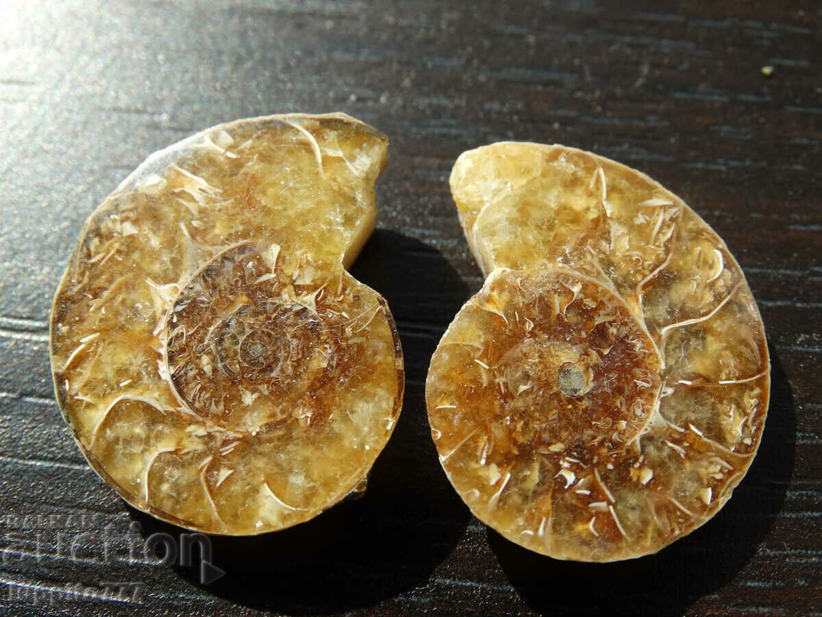41.00 k natural ammonite Jurassic 2 pcs. a pair with price 79.00 BGN | € 40.39 41.00 k natural ammonite Jurassic 2 pcs. a pair with price 79.00 BGN | € 40.39