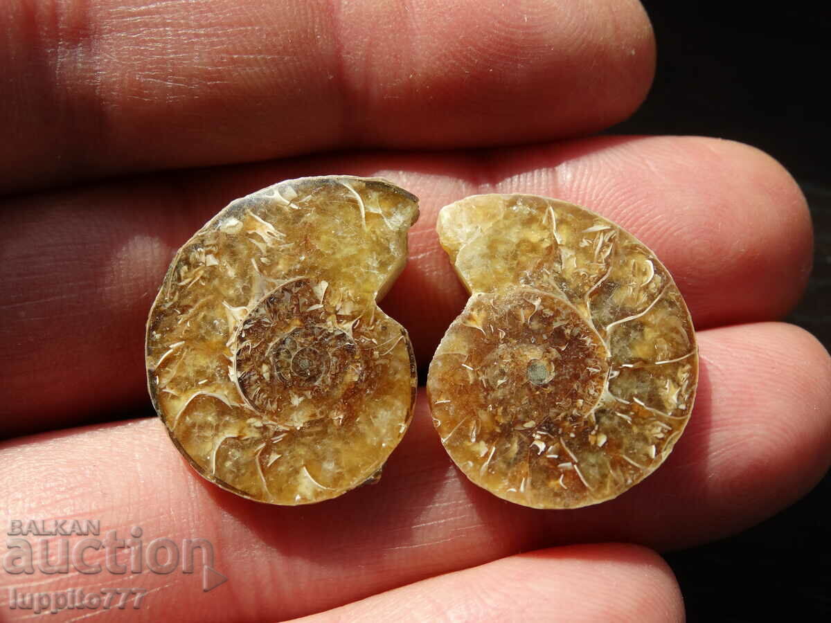 Auction 41.00 k natural ammonite Jurassic 2 pcs. a pair Auction 41.00 k natural ammonite Jurassic 2 pcs. a pair