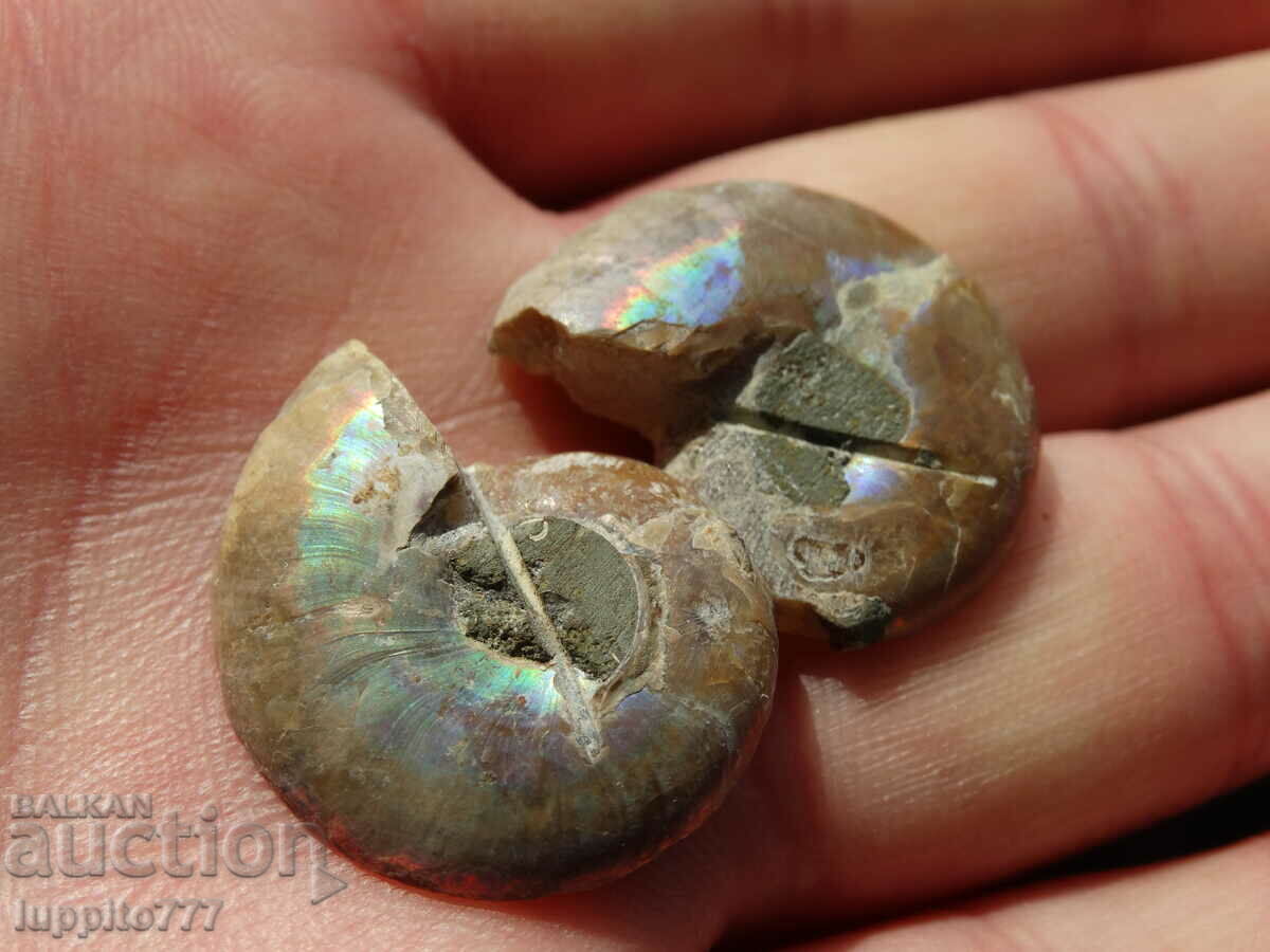 Delivery of 41.00 k natural ammonite Jurassic 2 pcs. a pair Delivery of 41.00 k natural ammonite Jurassic 2 pcs. a pair