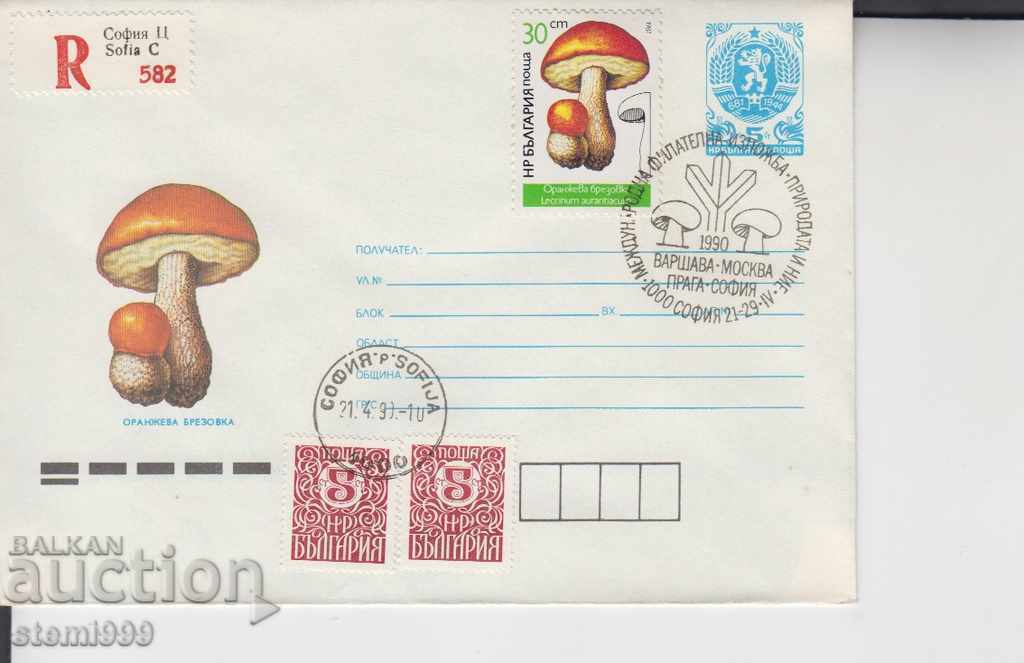 Envelope Mushrooms