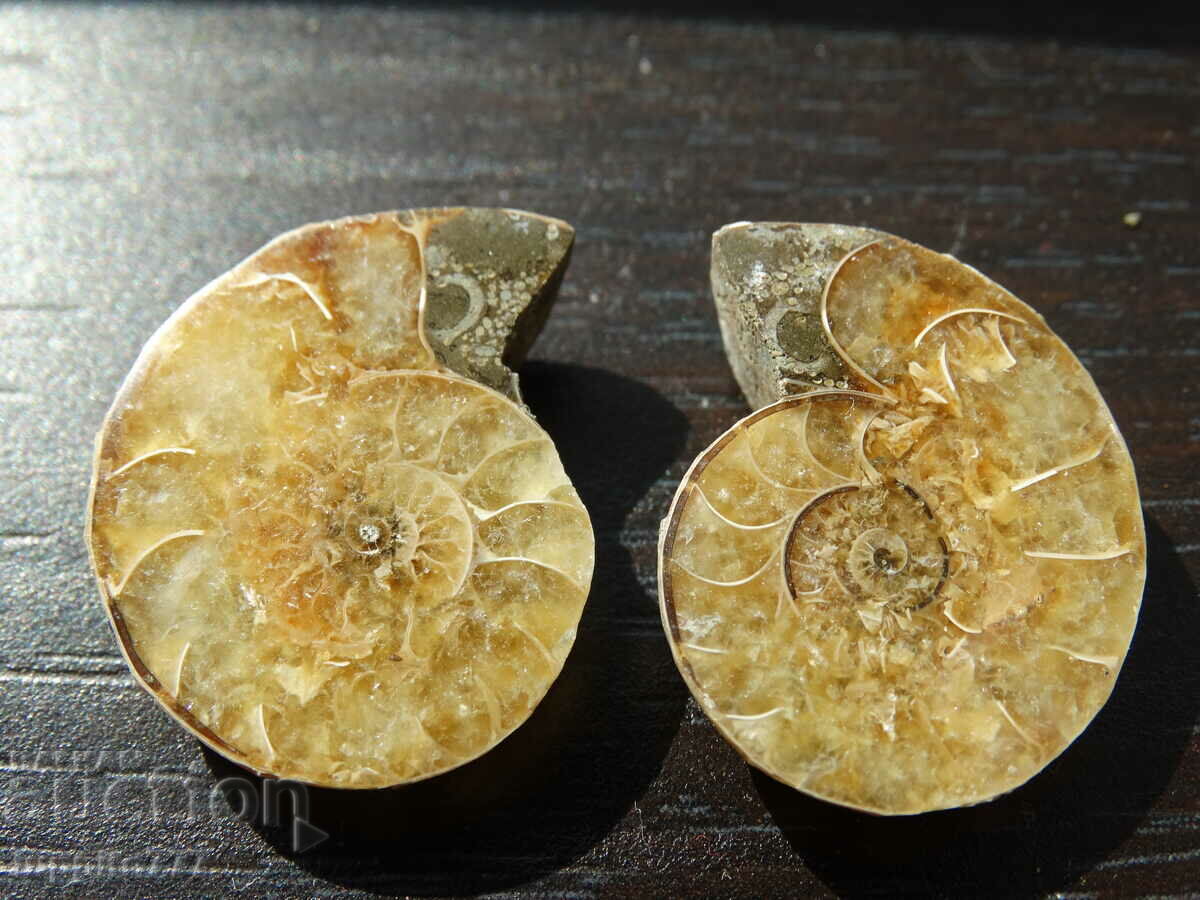 43.40 k natural ammonite Jurassic 2 pcs. a pair with price 79.00 BGN | € 40.39 43.40 k natural ammonite Jurassic 2 pcs. a pair with price 79.00 BGN | € 40.39
