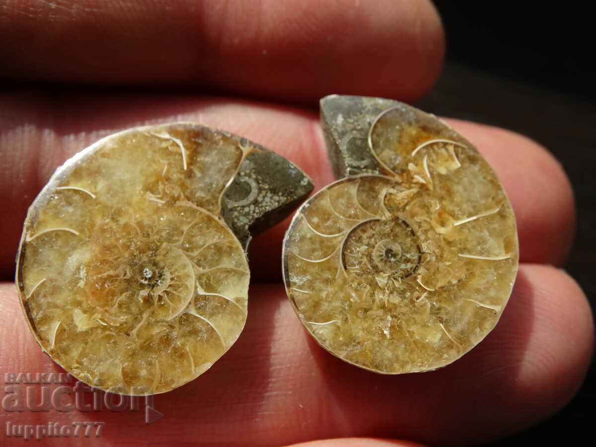 Auction 43.40 k natural ammonite Jurassic 2 pcs. a pair Auction 43.40 k natural ammonite Jurassic 2 pcs. a pair