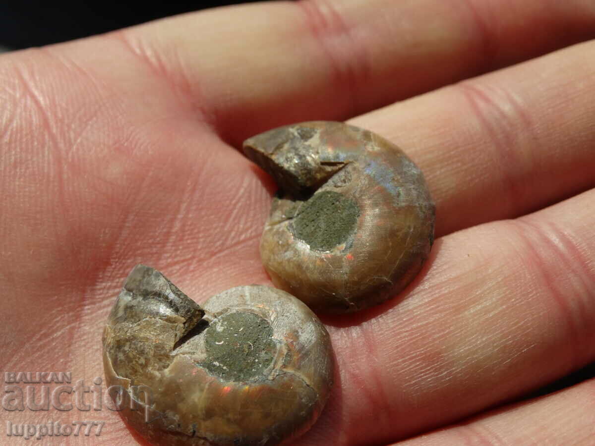 Delivery of 43.40 k natural ammonite Jurassic 2 pcs. a pair Delivery of 43.40 k natural ammonite Jurassic 2 pcs. a pair