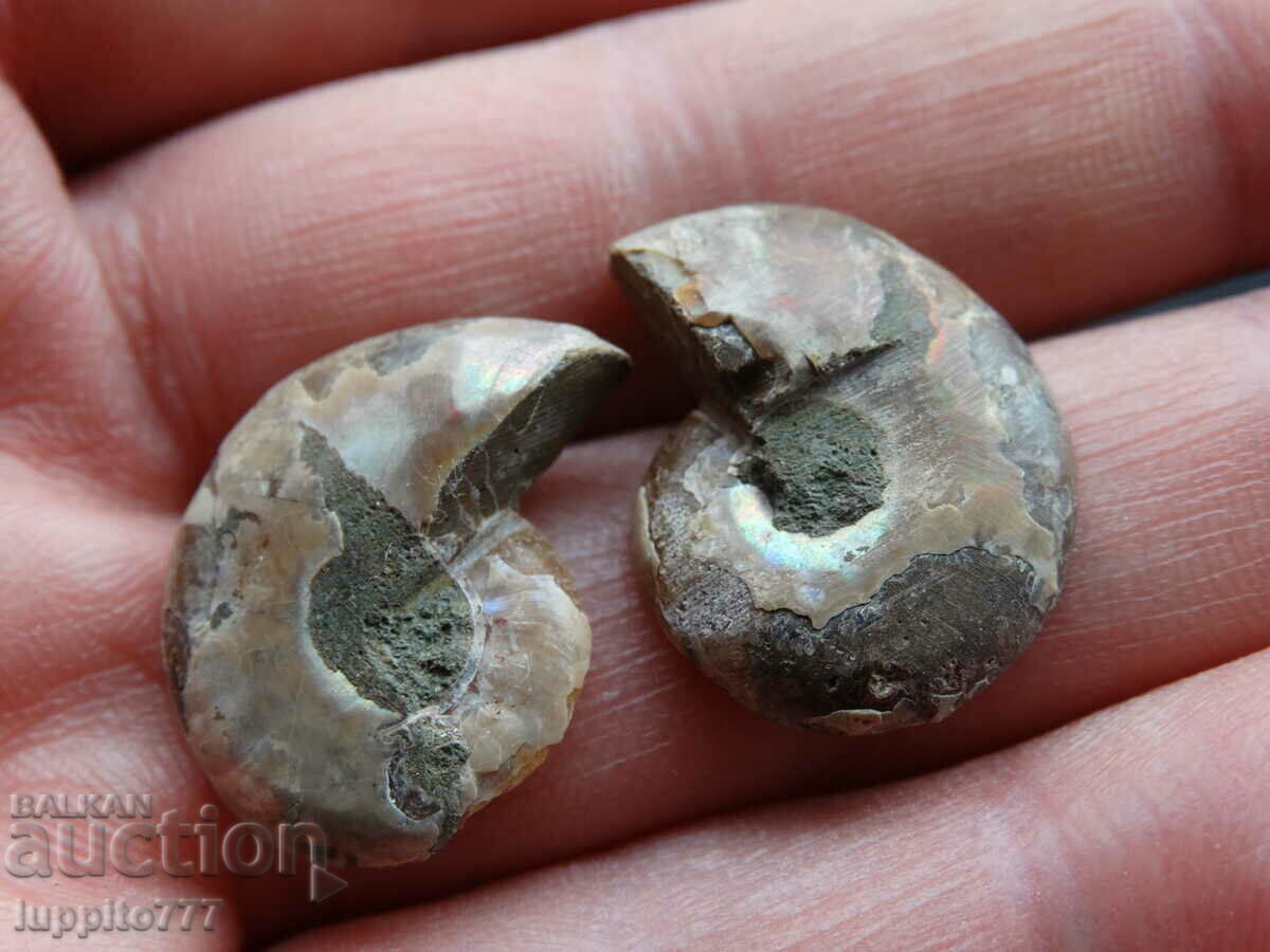 Auction 37.55 k natural ammonite Jurassic 2 pcs. a pair Auction 37.55 k natural ammonite Jurassic 2 pcs. a pair