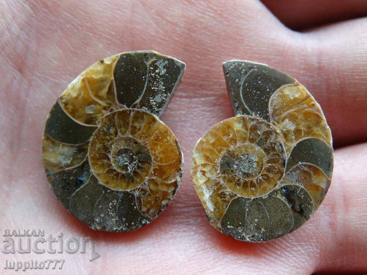 37.55 k natural ammonite Jurassic 2 pcs. a pair