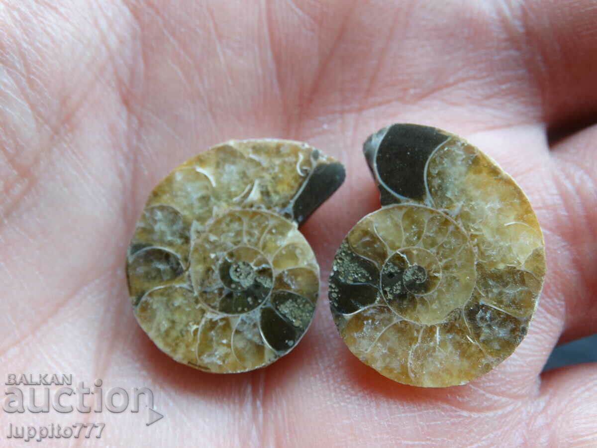 34.10 k natural ammonite Jurassic 2 pcs. a pair with price 59.00 BGN | € 30.17
