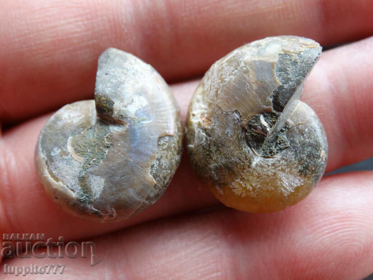 Auction  34.10 k natural ammonite Jurassic 2 pcs. a pair