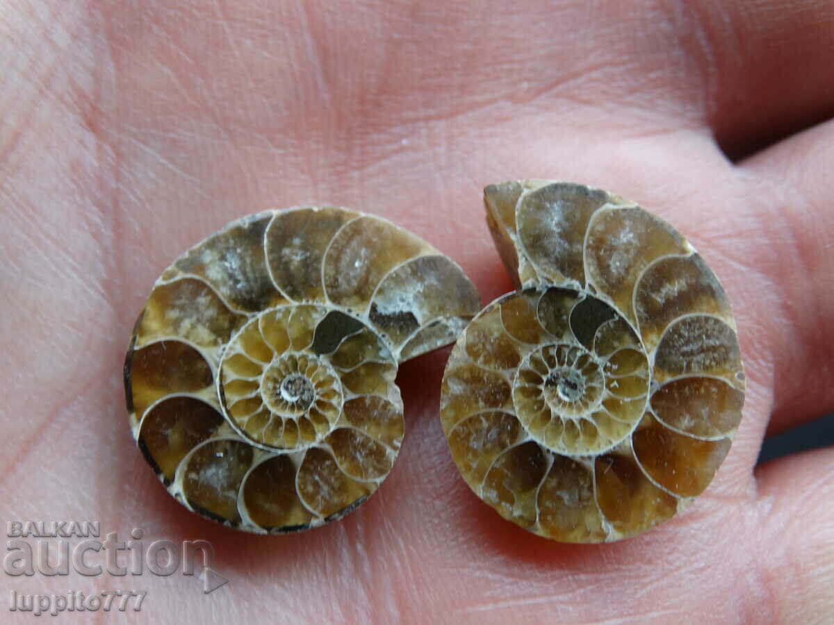 30.45 k natural ammonite Jurassic 2 pcs. a pair with price 59.00 BGN | € 30.17 30.45 k natural ammonite Jurassic 2 pcs. a pair with price 59.00 BGN | € 30.17