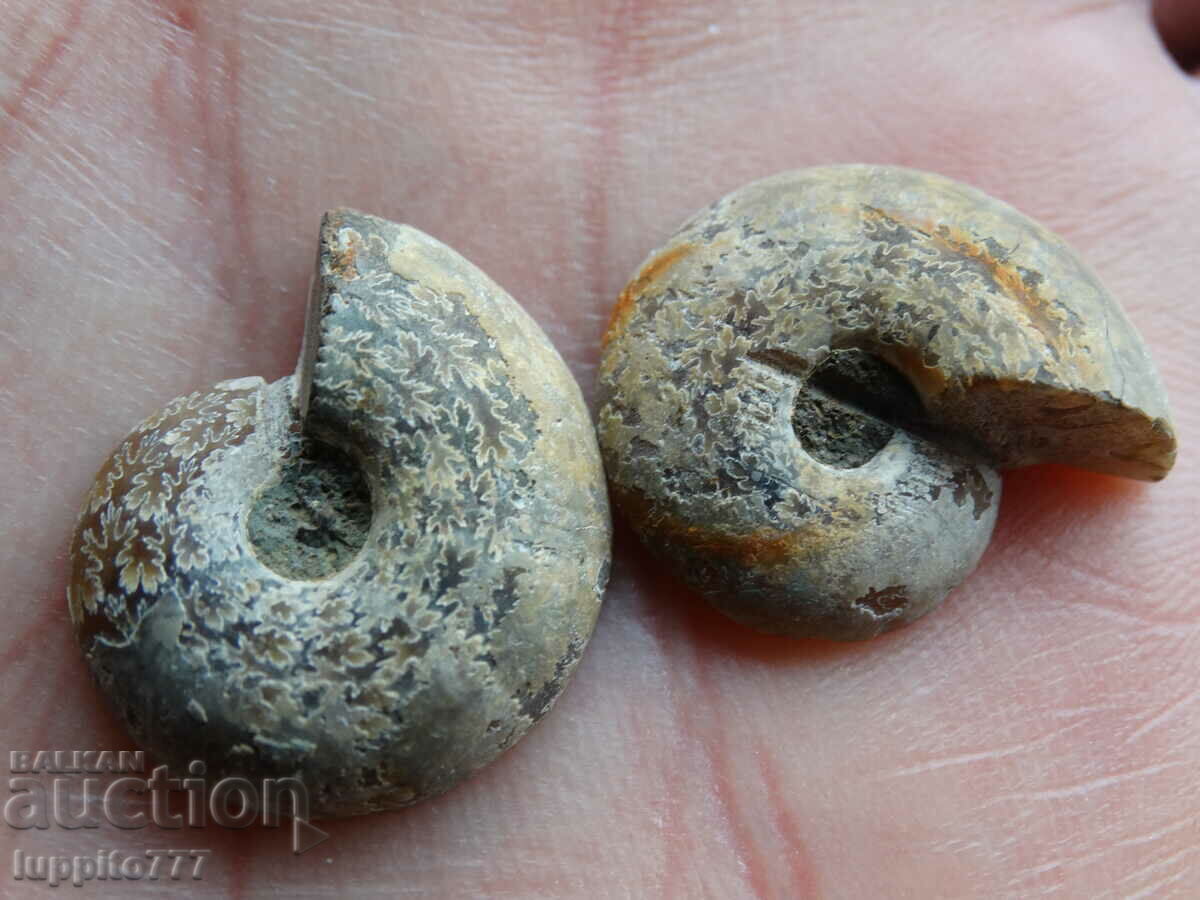 Auction 30.45 k natural ammonite Jurassic 2 pcs. a pair Auction 30.45 k natural ammonite Jurassic 2 pcs. a pair