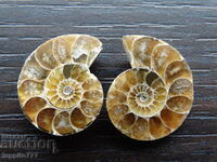 30.45 k natural ammonite Jurassic 2 pcs. a pair