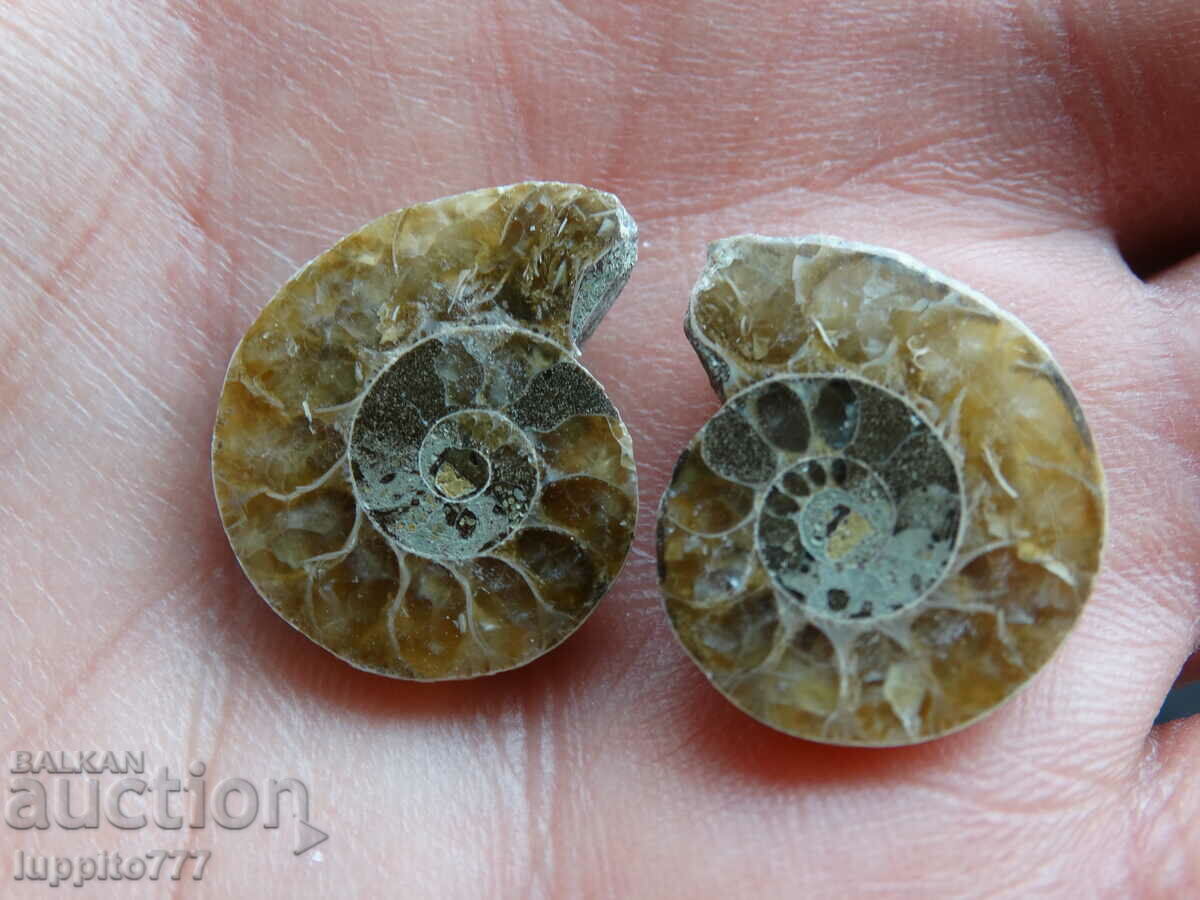 33.80 k natural ammonite Jurassic 2 pcs. a pair with price 59.00 BGN | € 30.17