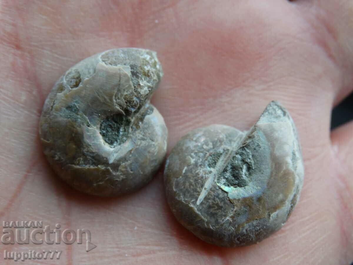 Auction  33.80 k natural ammonite Jurassic 2 pcs. a pair