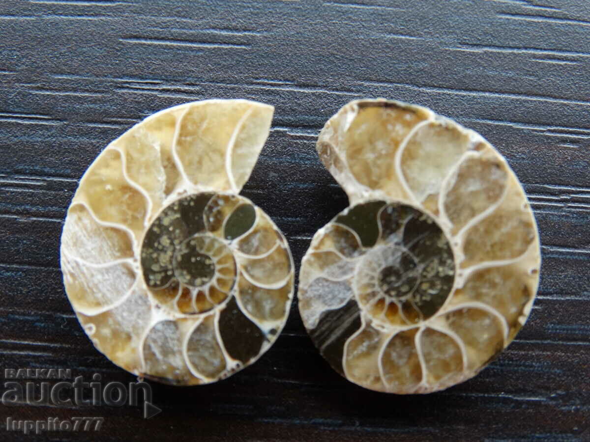 28.30 kth natural ammonite Jurassic 2 pcs. a pair with price 59.00 BGN | € 30.17 28.30 kth natural ammonite Jurassic 2 pcs. a pair with price 59.00 BGN | € 30.17
