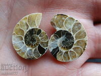 28.30 kth natural ammonite Jurassic 2 pcs. a pair