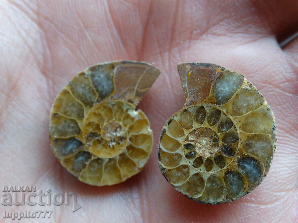 28.50 k natural ammonite Jurassic 2 pcs. a pair with price 59.00 BGN | € 30.17 28.50 k natural ammonite Jurassic 2 pcs. a pair with price 59.00 BGN | € 30.17