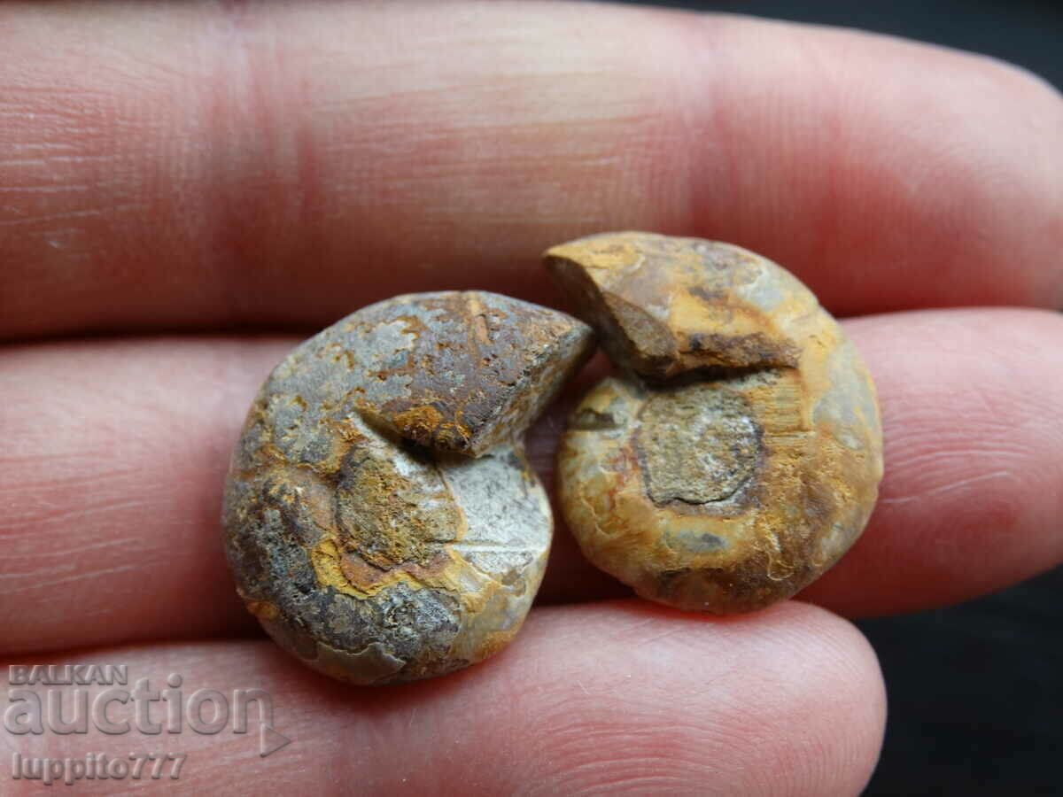 Auction 28.50 k natural ammonite Jurassic 2 pcs. a pair Auction 28.50 k natural ammonite Jurassic 2 pcs. a pair
