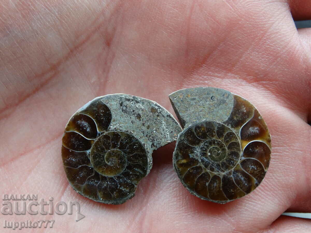 34.85 k natural ammonite Jurassic 2 pcs. a pair with price 59.00 BGN | € 30.17 34.85 k natural ammonite Jurassic 2 pcs. a pair with price 59.00 BGN | € 30.17