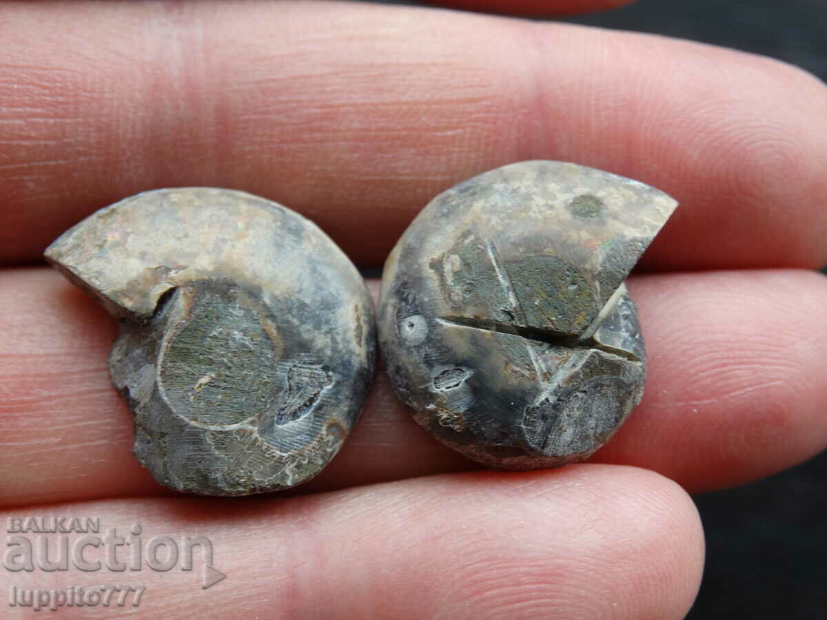 Auction 34.85 k natural ammonite Jurassic 2 pcs. a pair Auction 34.85 k natural ammonite Jurassic 2 pcs. a pair