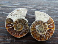 34.85 k natural ammonite Jurassic 2 pcs. a pair