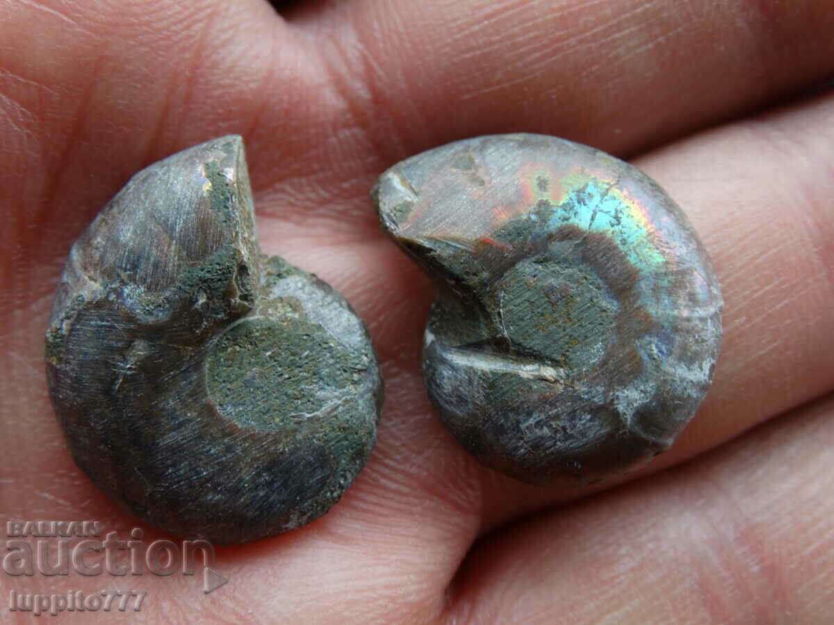 Auction 35.45 k natural ammonite Jurassic 2 pcs. a pair Auction 35.45 k natural ammonite Jurassic 2 pcs. a pair