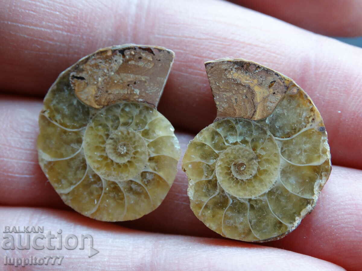 27,35 k amonit natural Jurassic 2 buc. o pereche cu preț 59.00 BGN | € 30.17