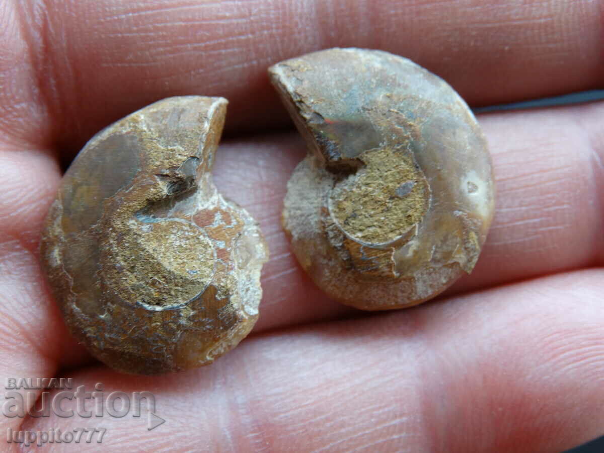 Licitație 27,35 k amonit natural Jurassic 2 buc. o pereche