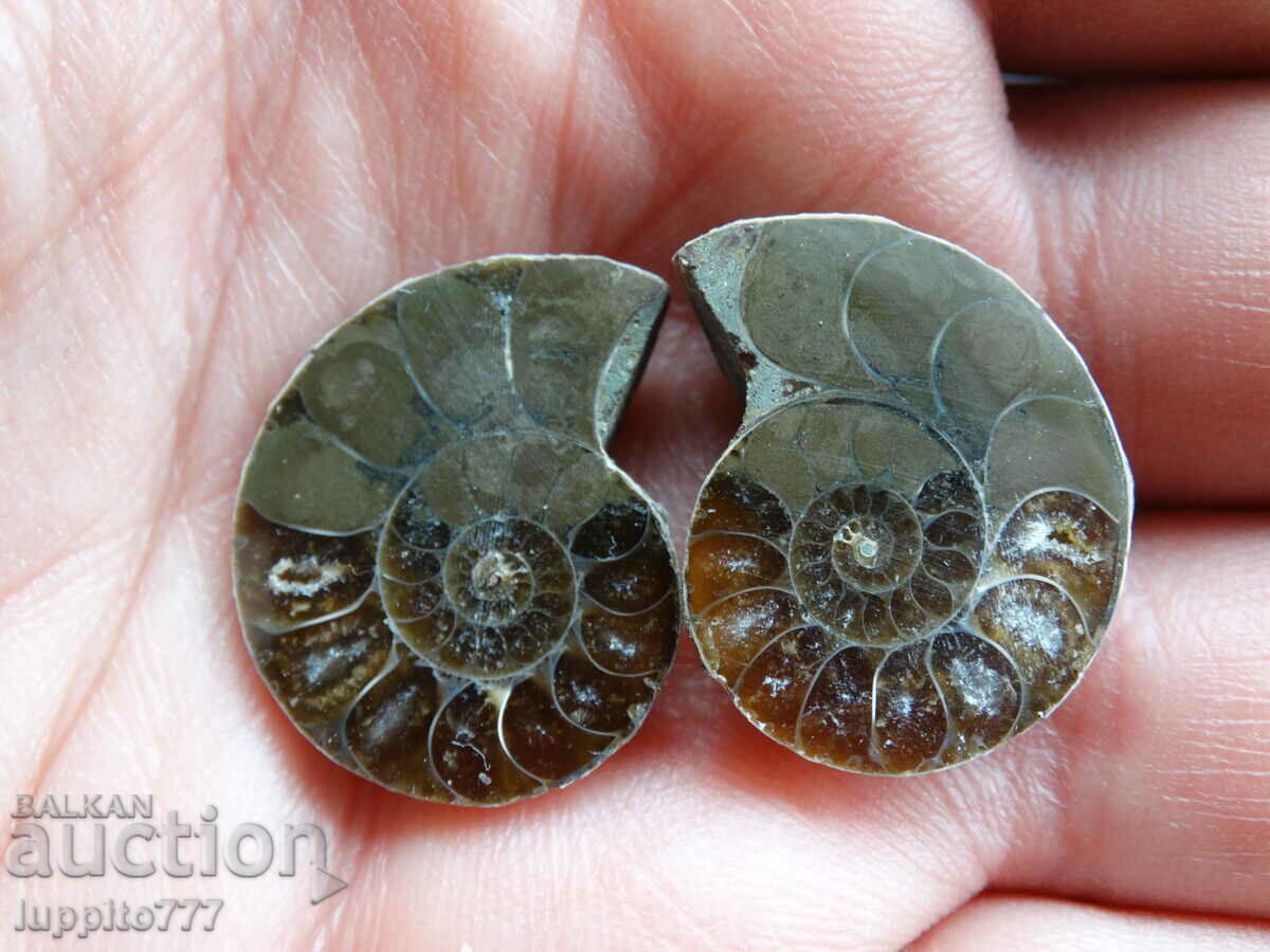 36.30 k natural ammonite Jurassic 2 pcs. a pair with price 59.00 BGN | € 30.17