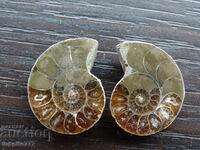 36.30 k natural ammonite Jurassic 2 pcs. a pair