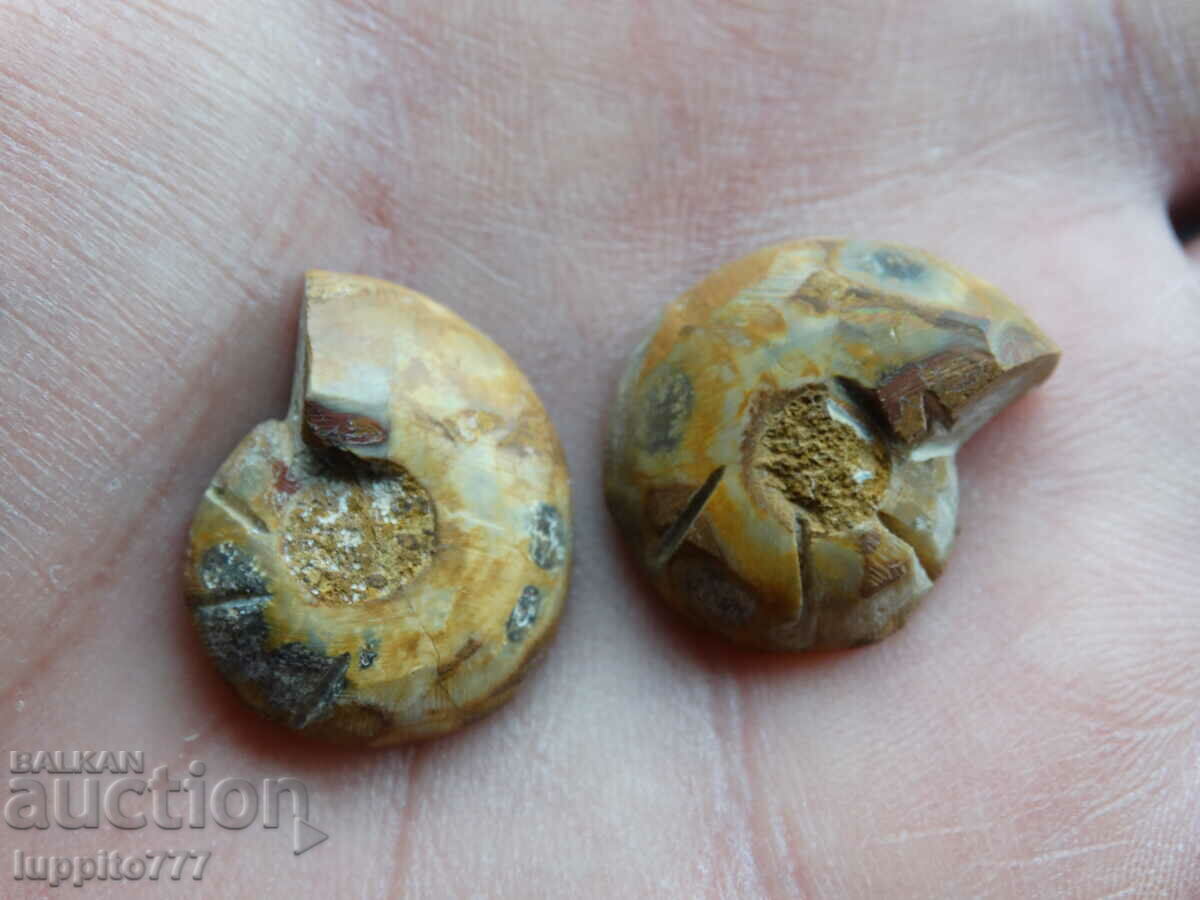 41.25 k natural ammonite Jurassic 2 pcs. a pair with price 59.00 BGN | € 30.17