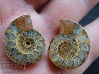 41.25 k natural ammonite Jurassic 2 pcs. a pair
