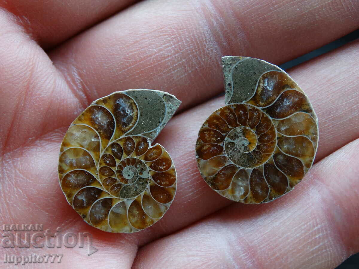 31.45 k natural ammonite Jurassic 2 pcs. a pair with price 59.00 BGN | € 30.17 31.45 k natural ammonite Jurassic 2 pcs. a pair with price 59.00 BGN | € 30.17