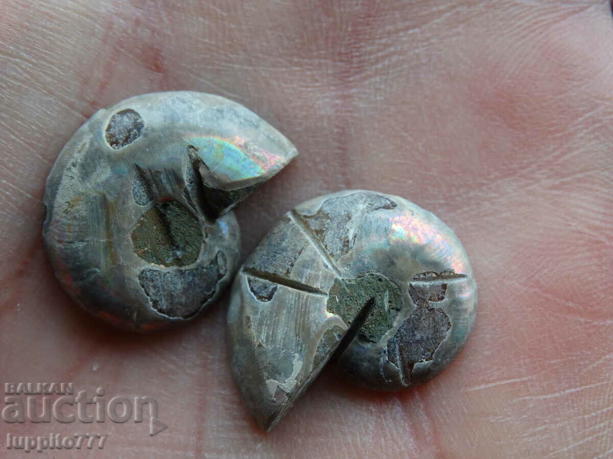 Auction 31.45 k natural ammonite Jurassic 2 pcs. a pair Auction 31.45 k natural ammonite Jurassic 2 pcs. a pair