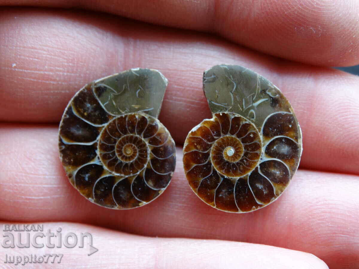 27.20 k natural ammonite Jurassic 2 pcs. a pair with price 59.00 BGN | € 30.17 27.20 k natural ammonite Jurassic 2 pcs. a pair with price 59.00 BGN | € 30.17