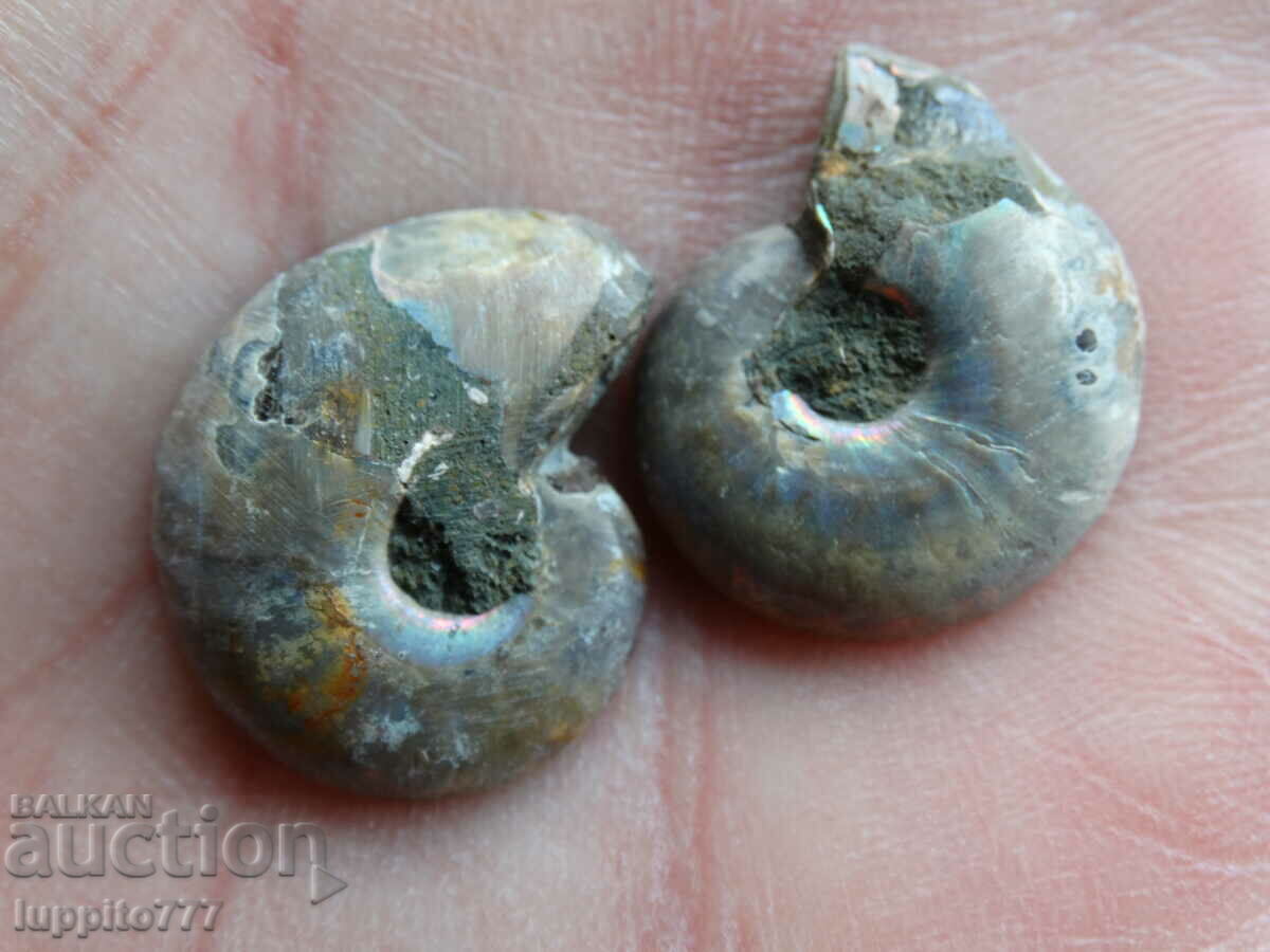 Auction 27.20 k natural ammonite Jurassic 2 pcs. a pair Auction 27.20 k natural ammonite Jurassic 2 pcs. a pair